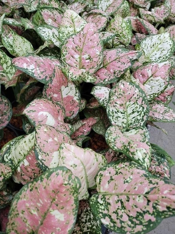 Aglaonema (PRE-ORDER) – Fuzzy Roots