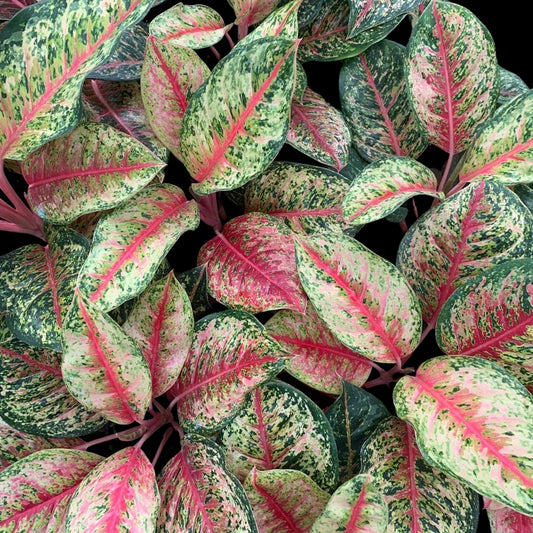 Aglaonema 10 Karat (PRE-ORDER) - JAN002