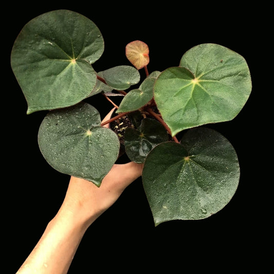 Begonia Acetosa (PRE-ORDER)-JUL002