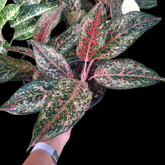 Aglaonema 20 Karat (PRE-ORDER) - JAN003