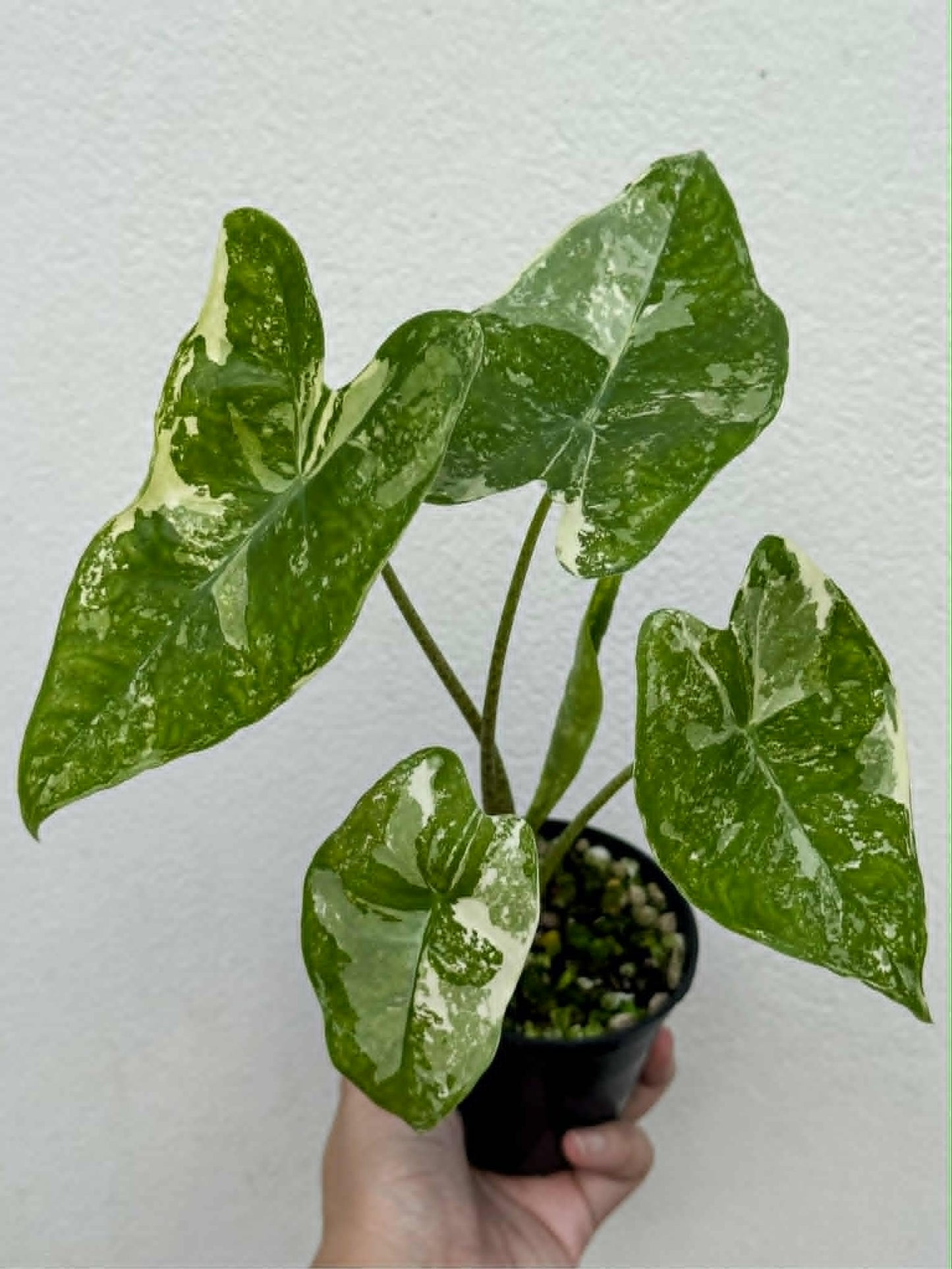 Alocasia Longiloba Thai Con (Phamtom) - Pre Order