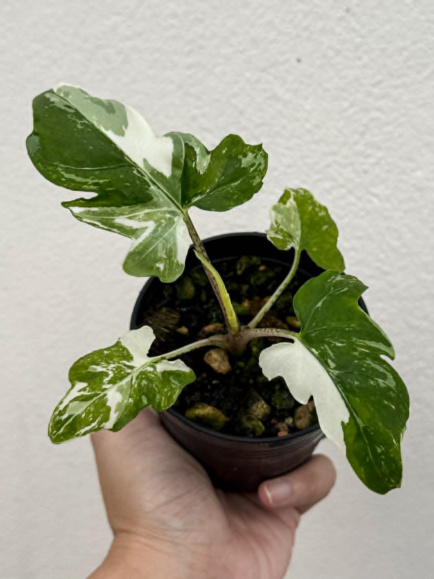 Alocasia Brancifolia Albo - Pre Order
