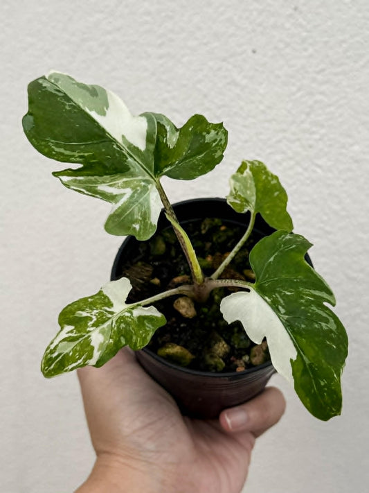 Alocasia Brancifolia Albo - Pre Order