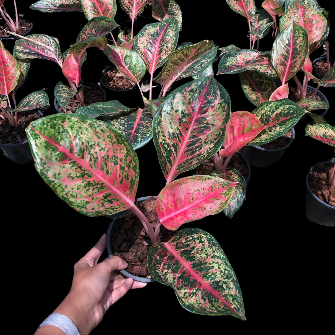 Aglaonema 40 Karat (PRE-ORDER) - JAN004