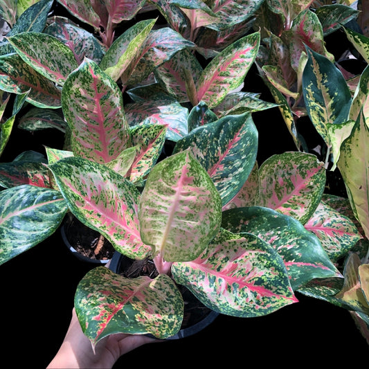 Aglaonema 9 Karat (PRE-ORDER) - JAN005