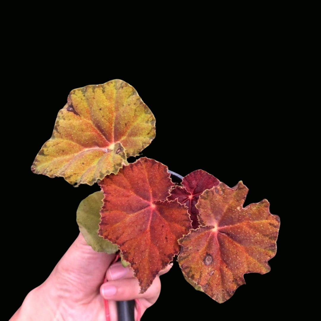 Begonia Amber Love (PRE-ORDER)-JUL005