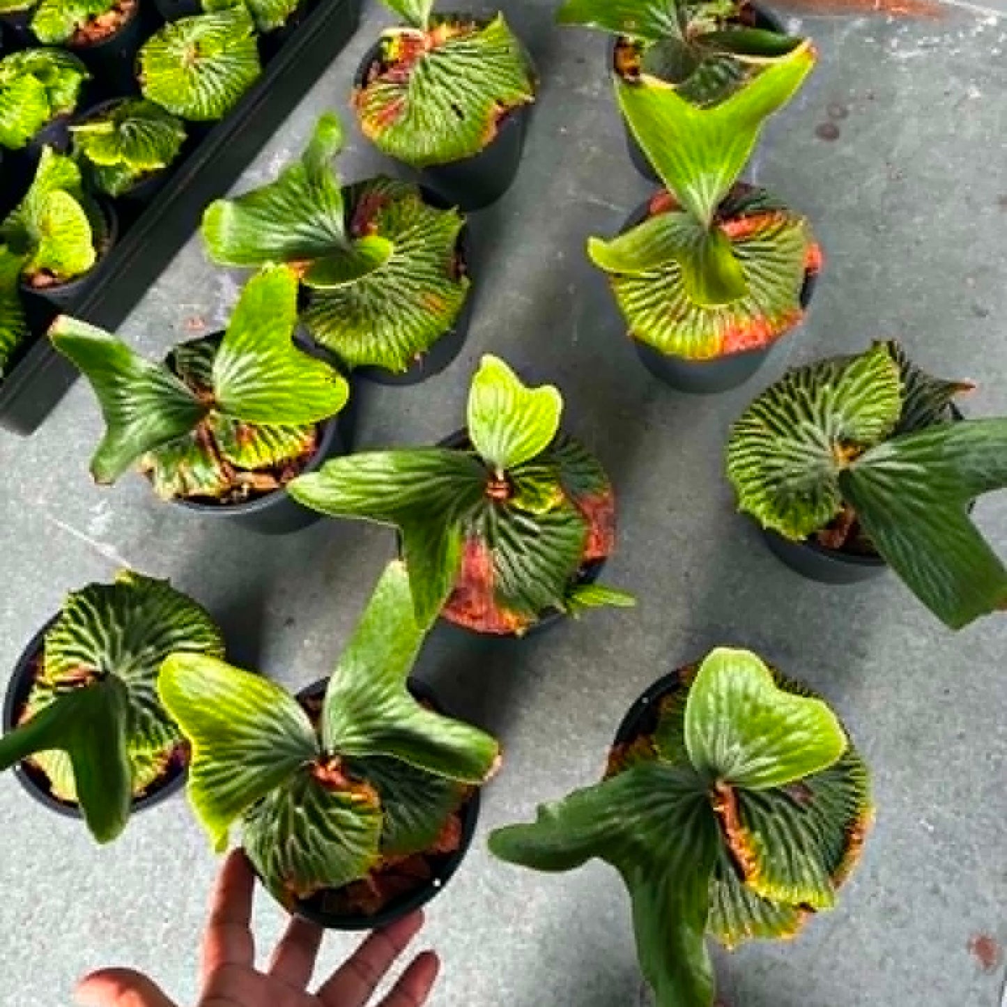 Platycerium Madacaries - Pre Order