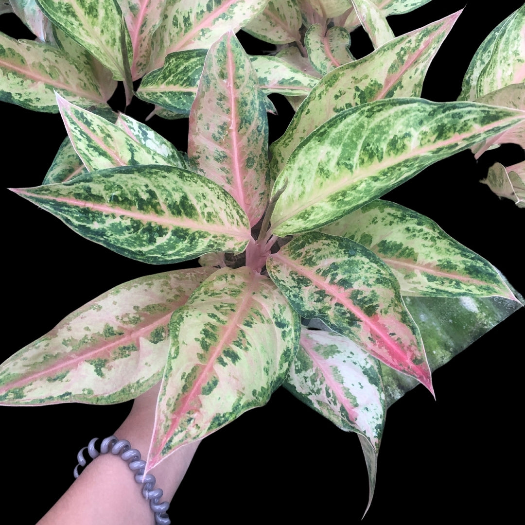 Aglaonema Aladin (PRE-ORDER) - JAN006