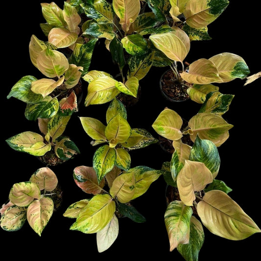 Aglaonema Amazon / Golden Love (PRE-ORDER) - JAN007