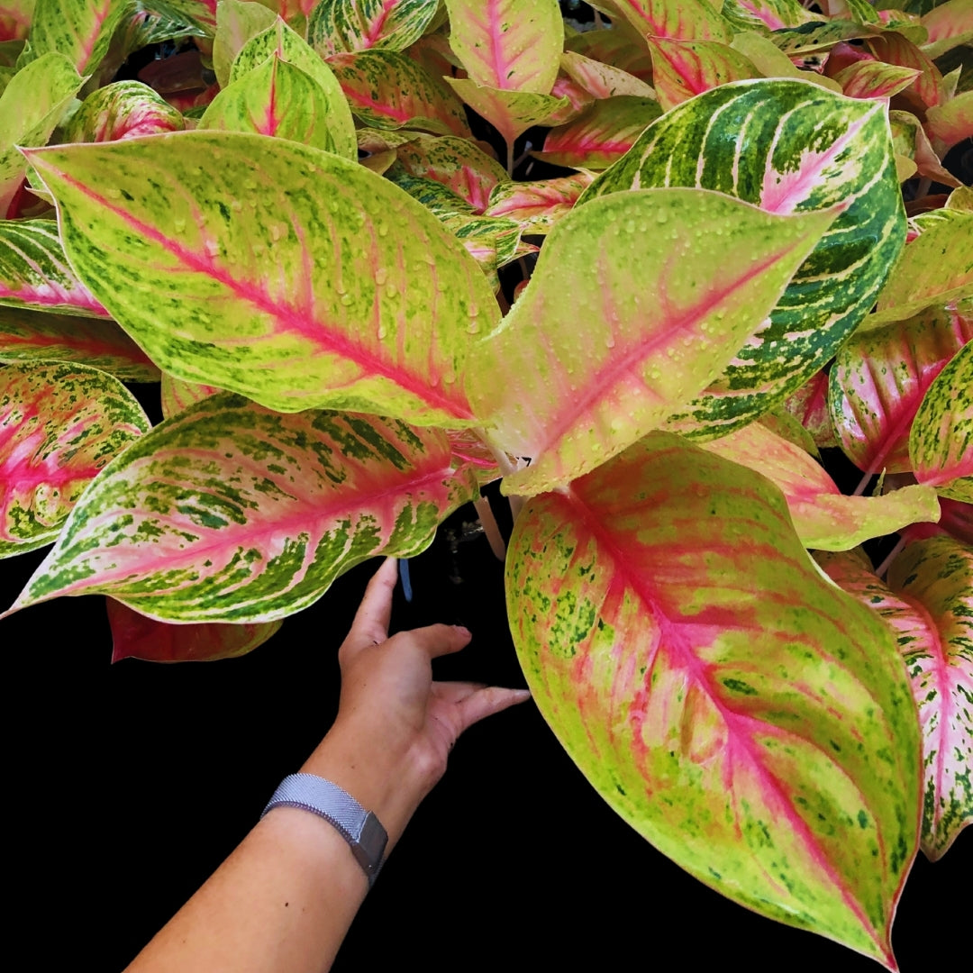 Aglaonema Andini (PRE-ORDER) - JAN008