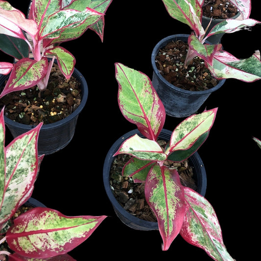 Aglaonema Aurora variegated (PRE-ORDER) - JAN009