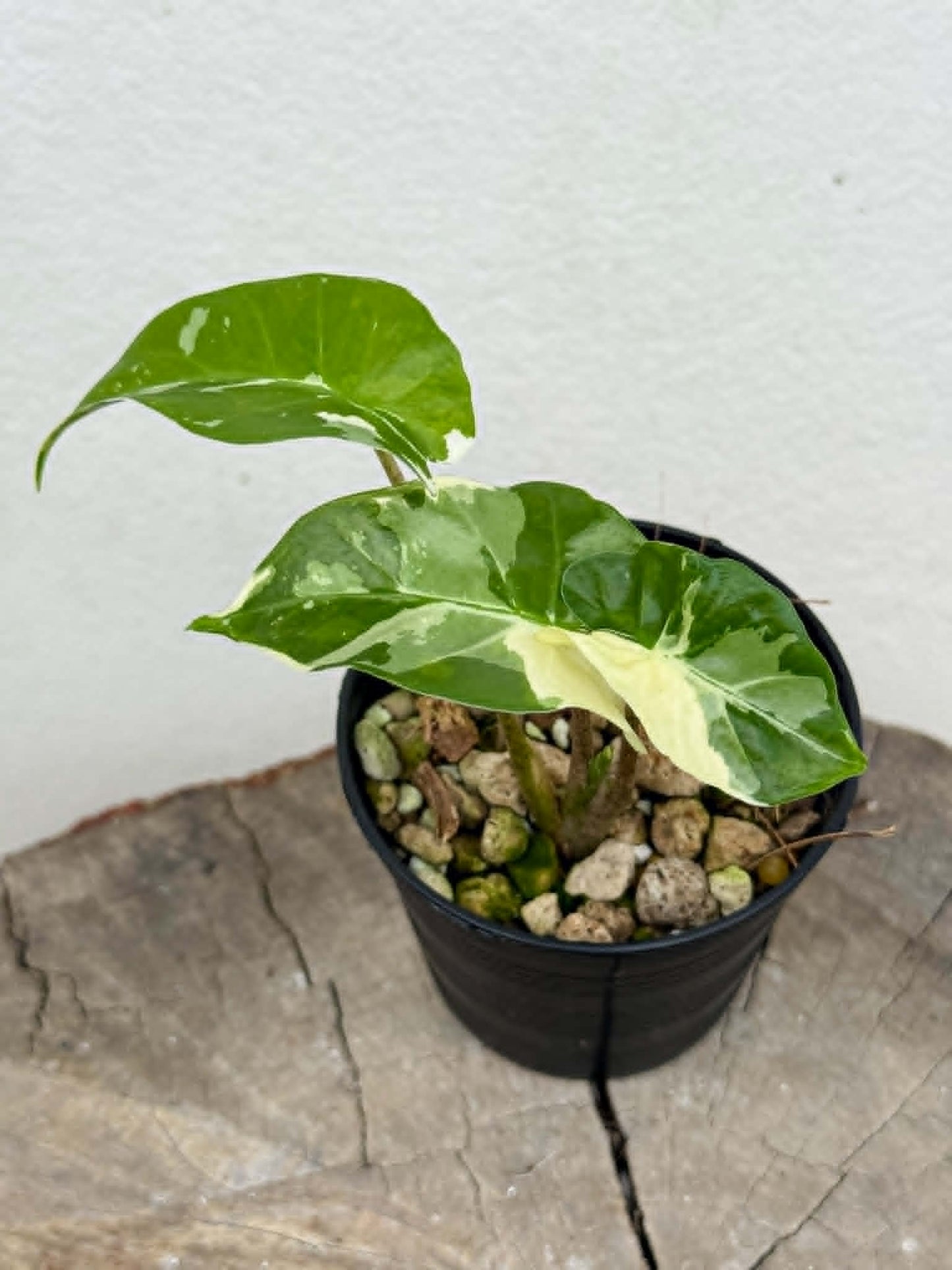 Alocasia Low Rider Albo - Pre Order
