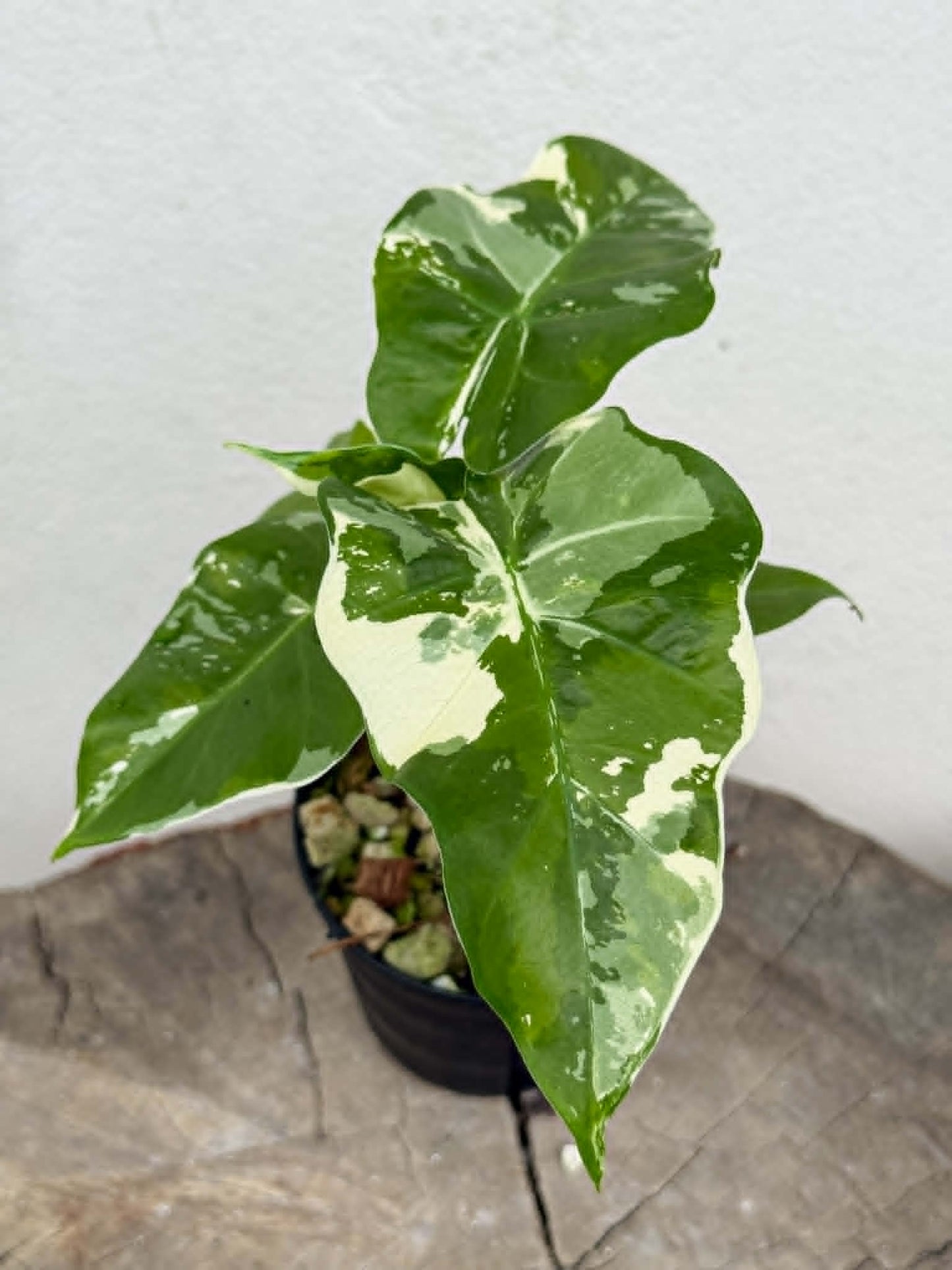 Alocasia Low Rider Albo - Pre Order