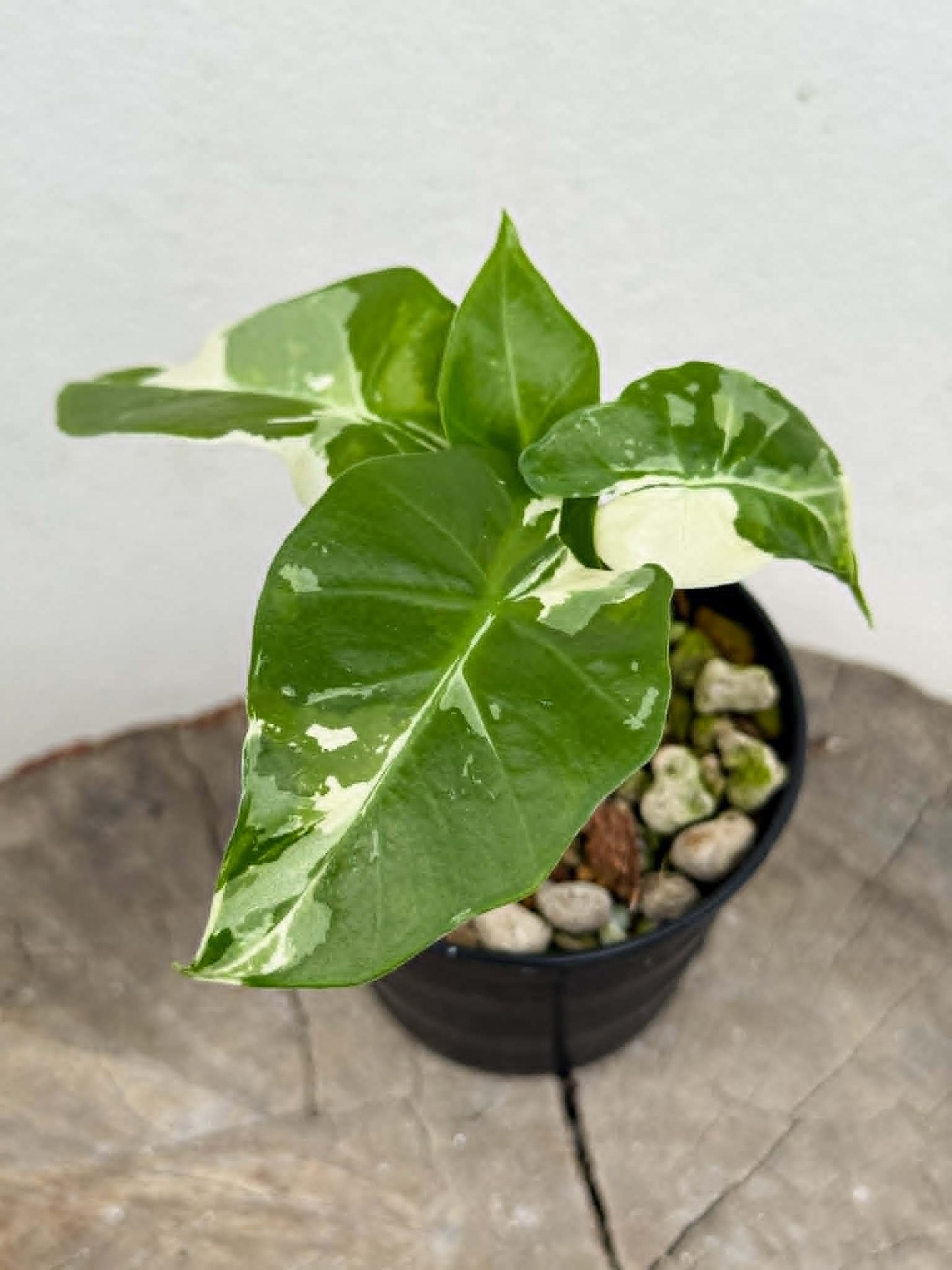 Alocasia Low Rider Albo - Pre Order