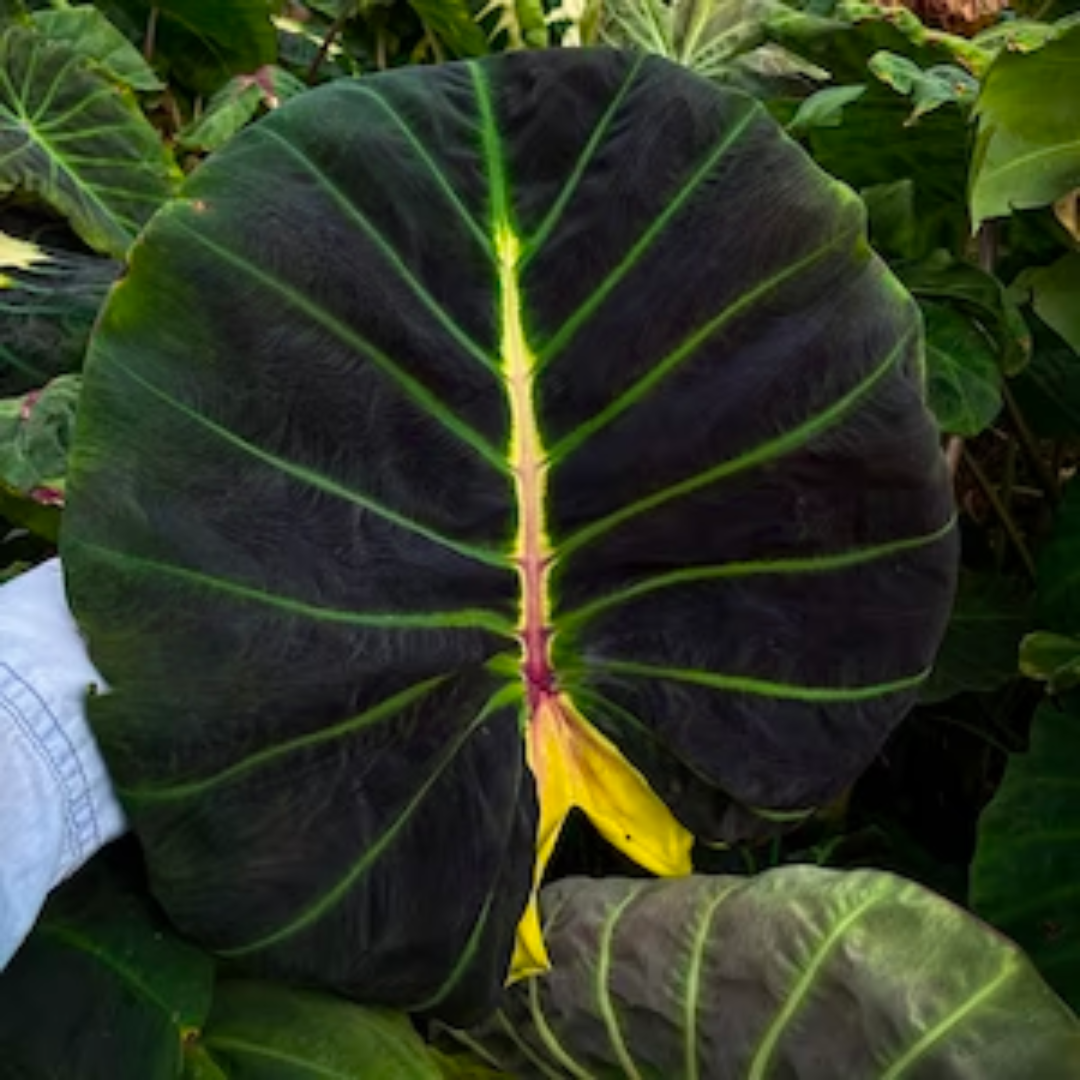 Colocasia Glowing Bones (PRE-ORDER)-COLO05