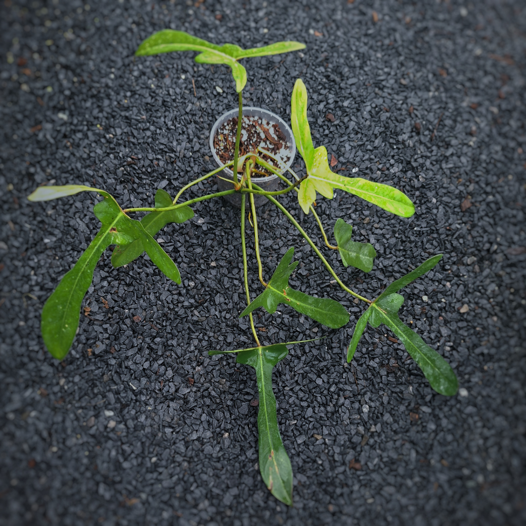 Philodendron Longilobatum