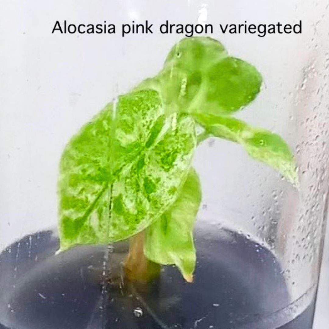 Alocasia Pink Dragon Albo Tissue Culture (PRE-ORDER)-TC35