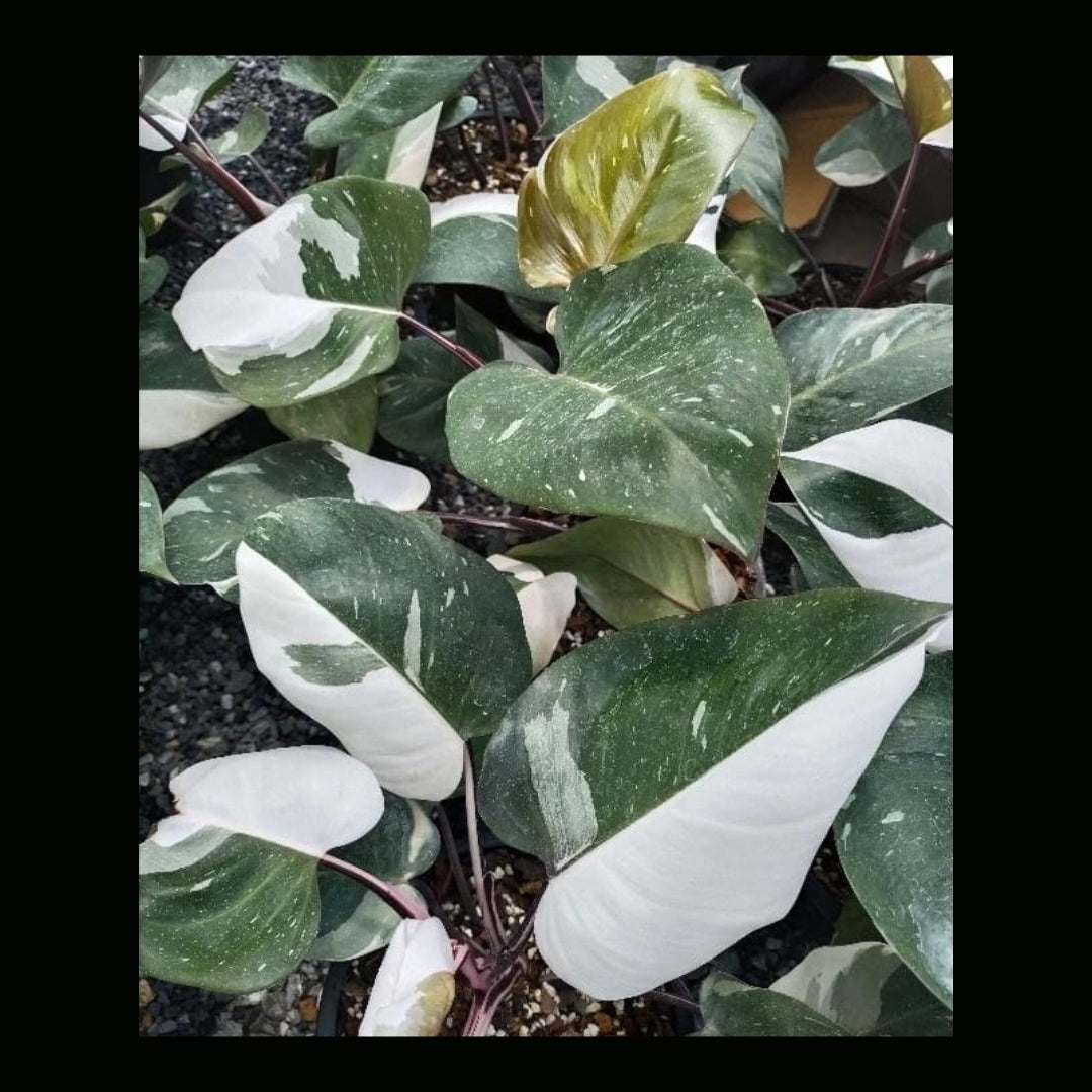 Philodendron Red Anderson (PRE-ORDER)-JUL11