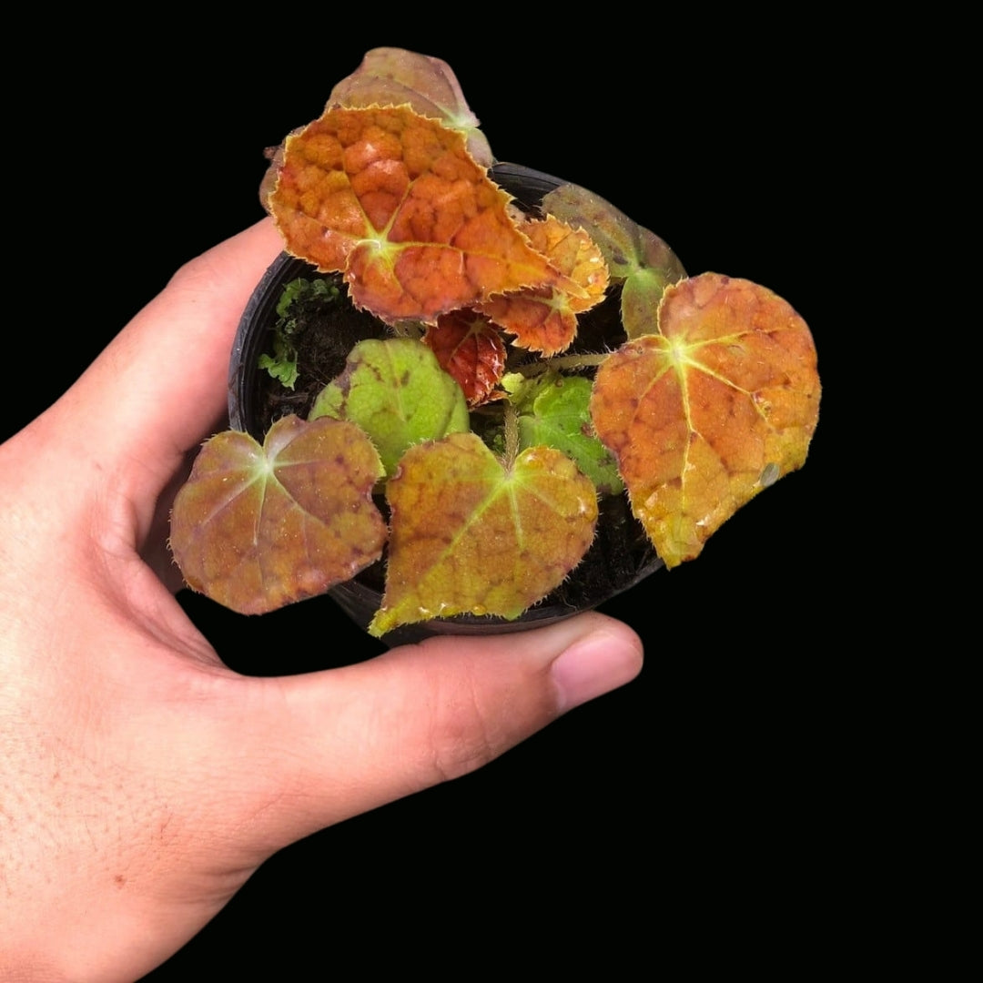 Begonia Autumn Ember (PRE-ORDER)-JUL010