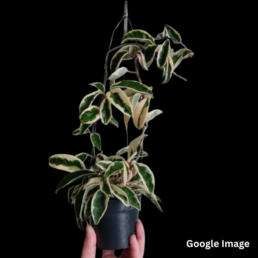 Hoya Carnosa Mariana (Small) PRE-ORDER-JULY100