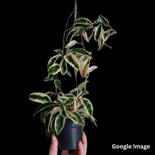 Hoya Carnosa Mariana (Small) PRE-ORDER-JULY100