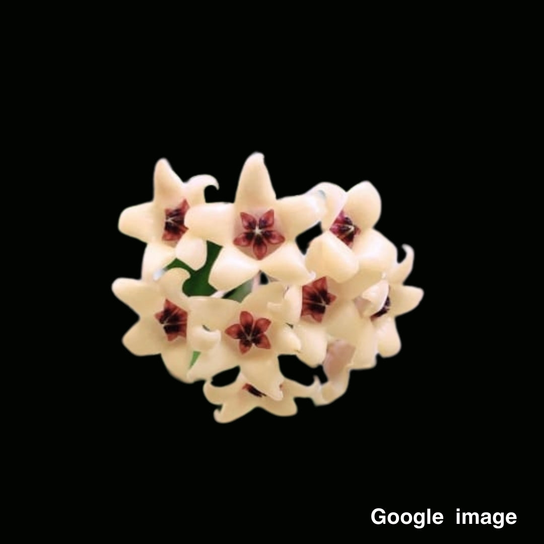 Hoya Cutis-Porcelana Large (PRE-ORDER)-JULY100