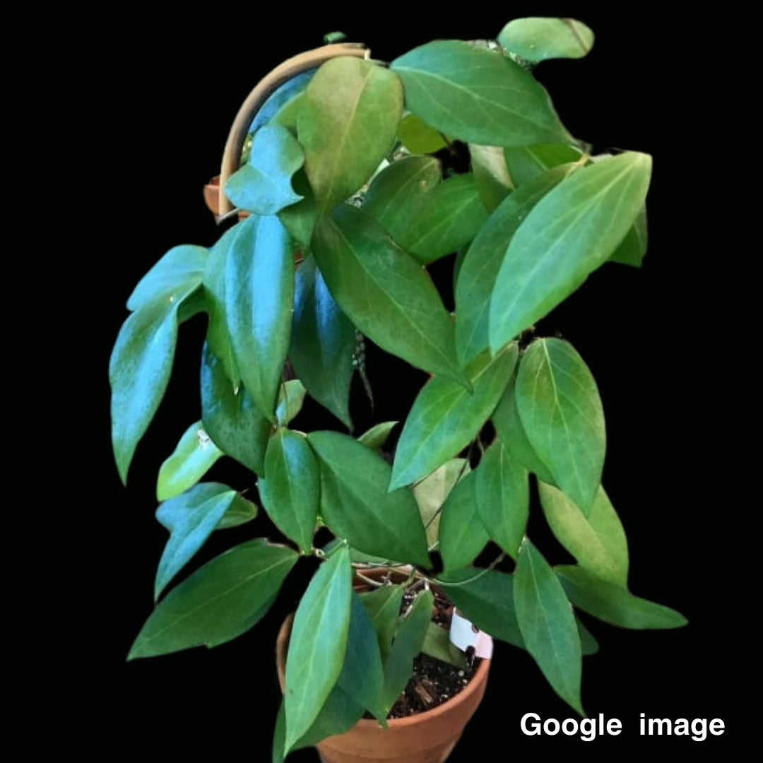 Hoya Cutis-Porcelana Large (PRE-ORDER)-JULY100