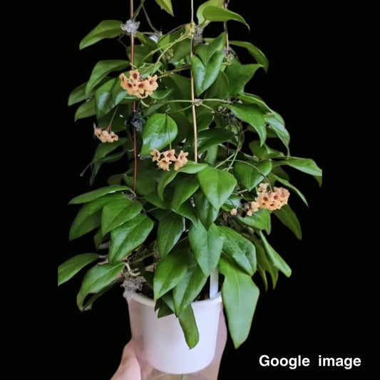 Hoya Cutis-Porcelana Large (PRE-ORDER)-JULY100