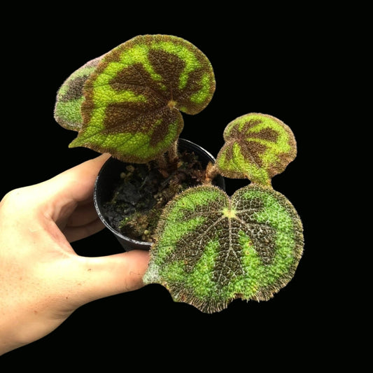 Begonia Masoniana Green (PRE-ORDER)-JUL101