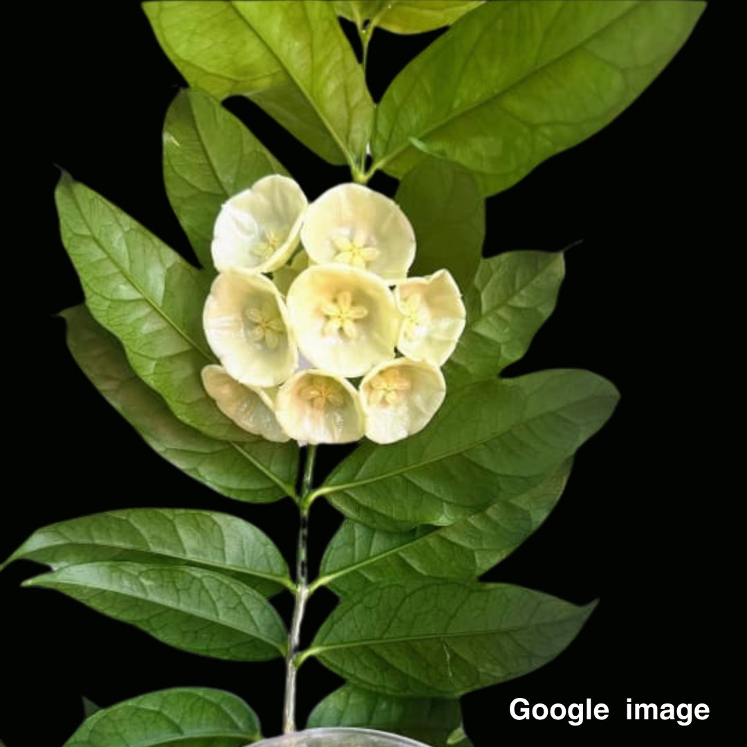 Hoya Danumensis Large (PRE-ORDER)-JULY101