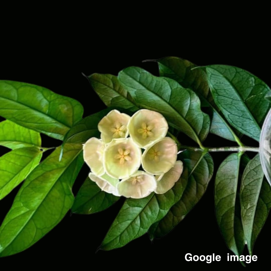 Hoya Danumensis Large (PRE-ORDER)-JULY101