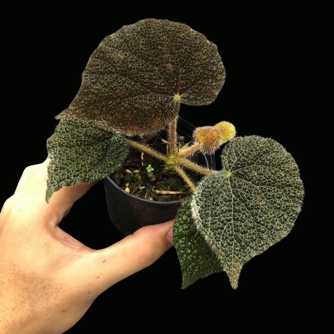 Begonia Masoniana Jungle (PRE-ORDER)-JUL102