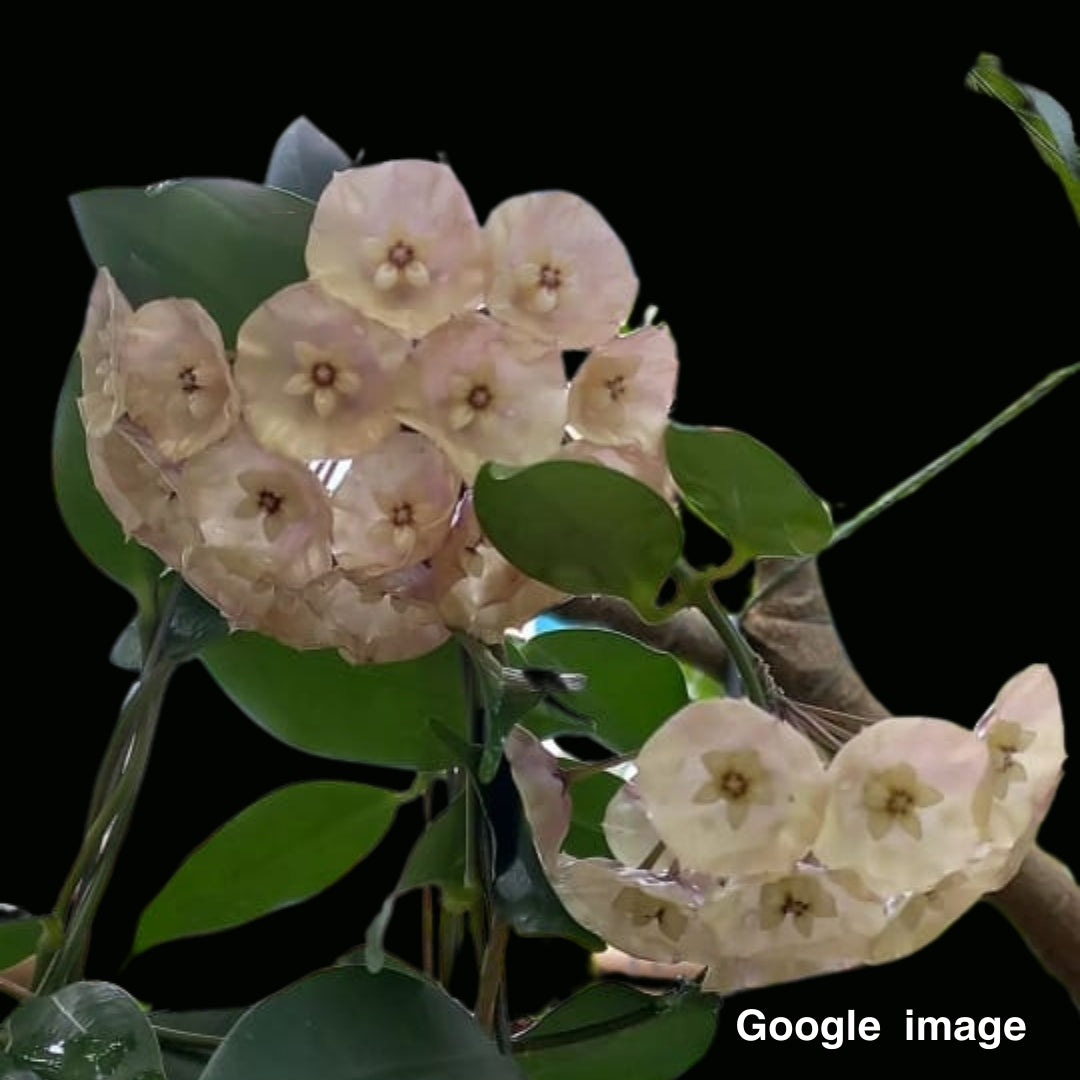 Hoya Danumensis Ssp.Amarii Large (PRE-ORDER)-JULY102