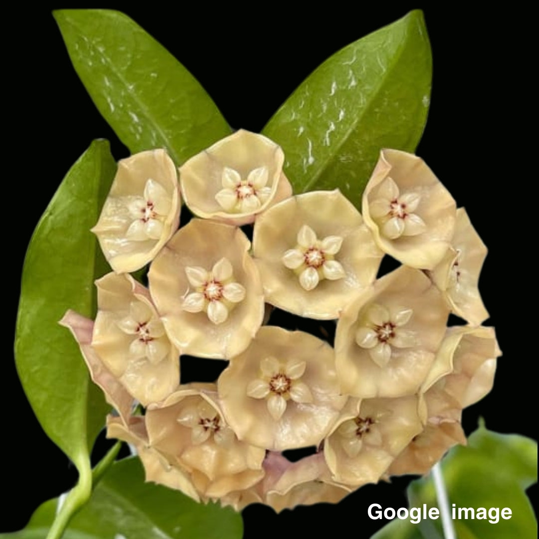 Hoya Danumensis Ssp.Amarii Large (PRE-ORDER)-JULY102