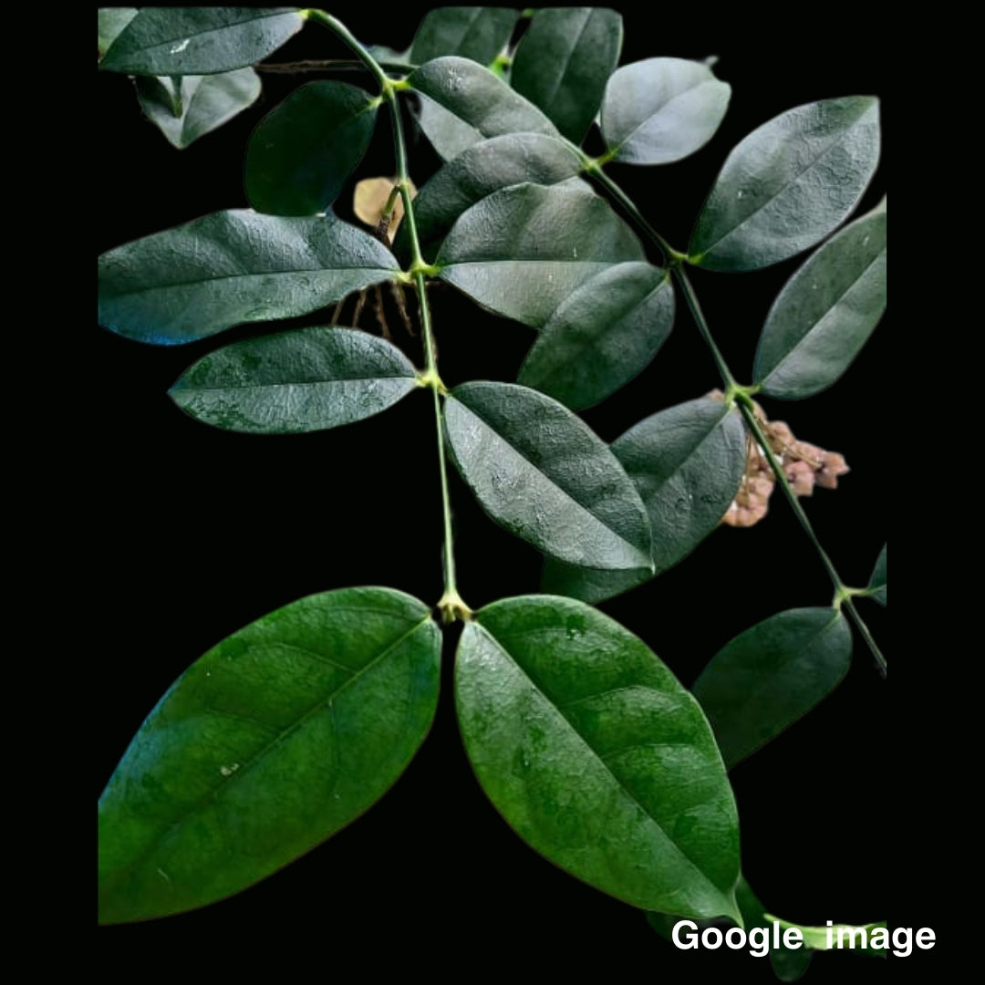 Hoya Danumensis Ssp.Amarii Large (PRE-ORDER)-JULY102