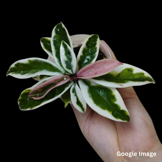 Hoya Carnosa Suzie (Large) PRE-ORDER-JULY103
