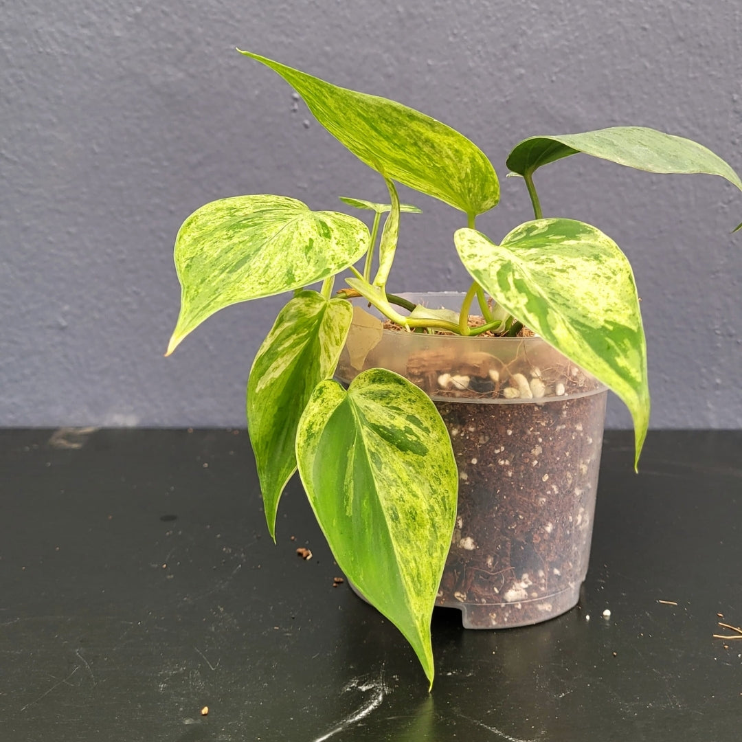 Philodendron Hederaceum Marble Variegated-R650