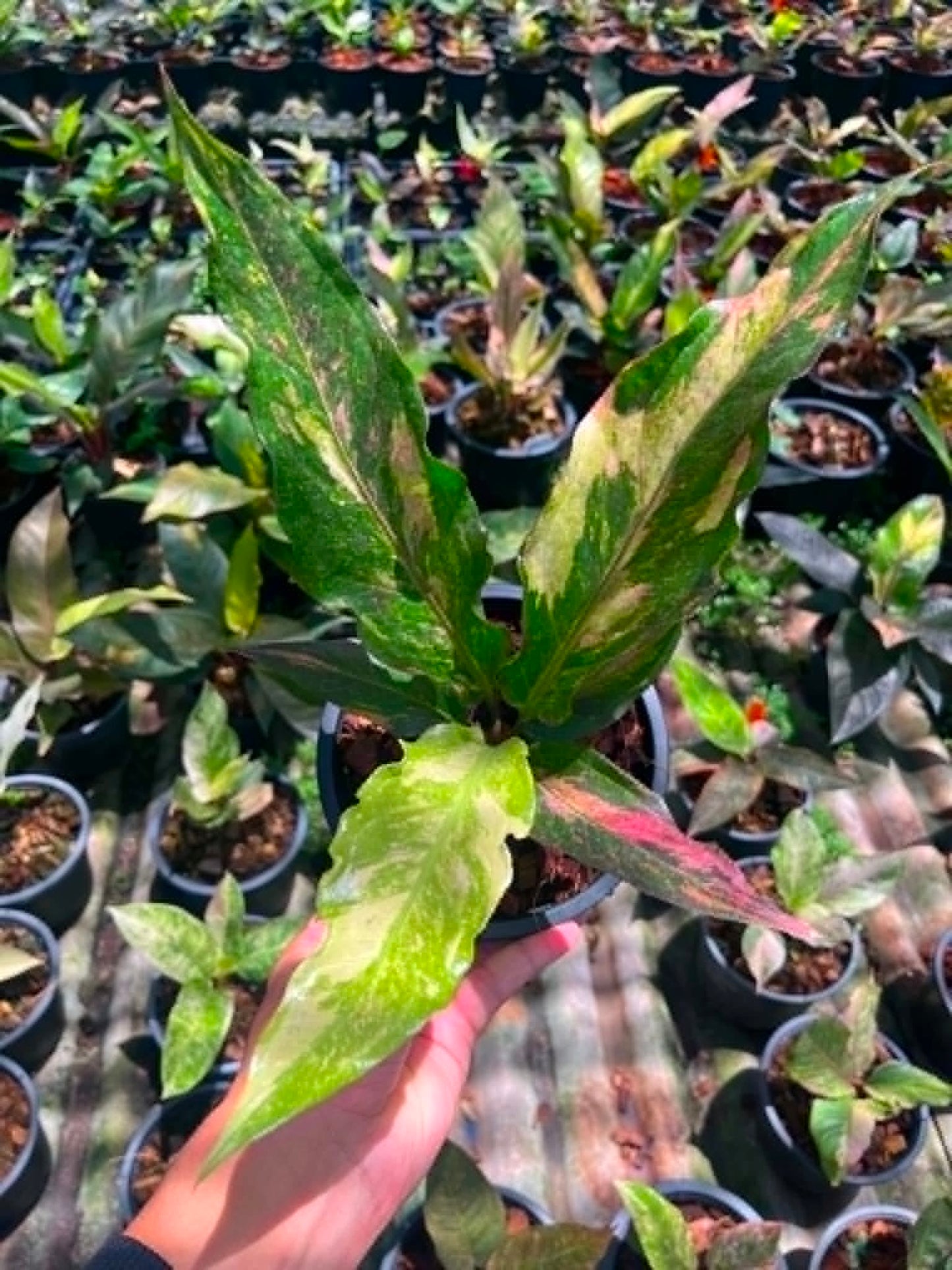Anthurium 'Renaissance' Variegated - Pre Order