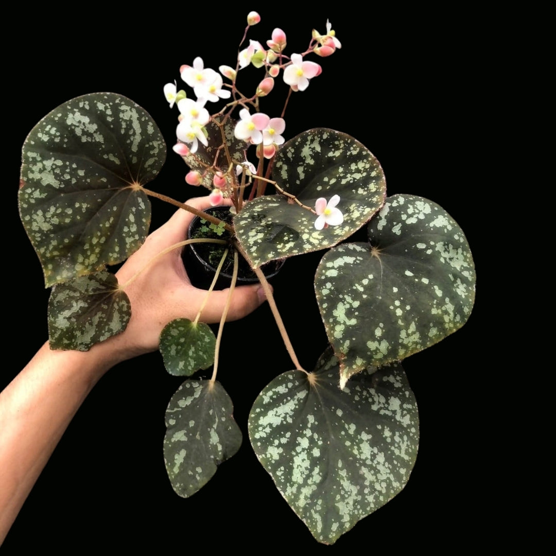 Begonia Nigriatum Sp (PRE-ORDER)-JUL107