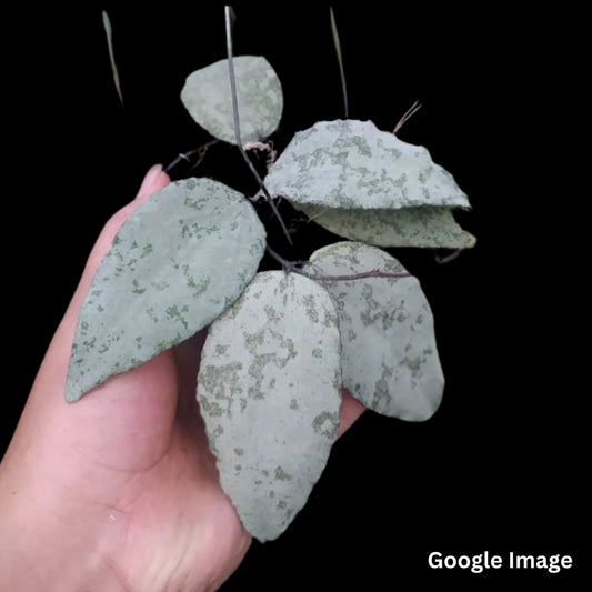 Hoya Caudata Silver Borneo (Small) PRE-ORDER-JULY107