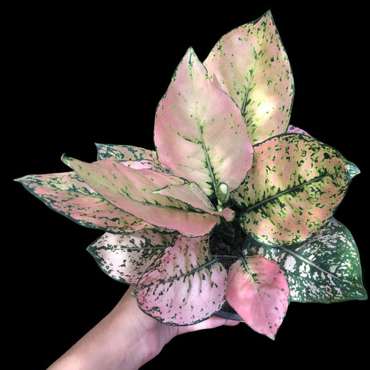 Aglaonema Orange kumkoon (PRE-ORDER) - JAN108