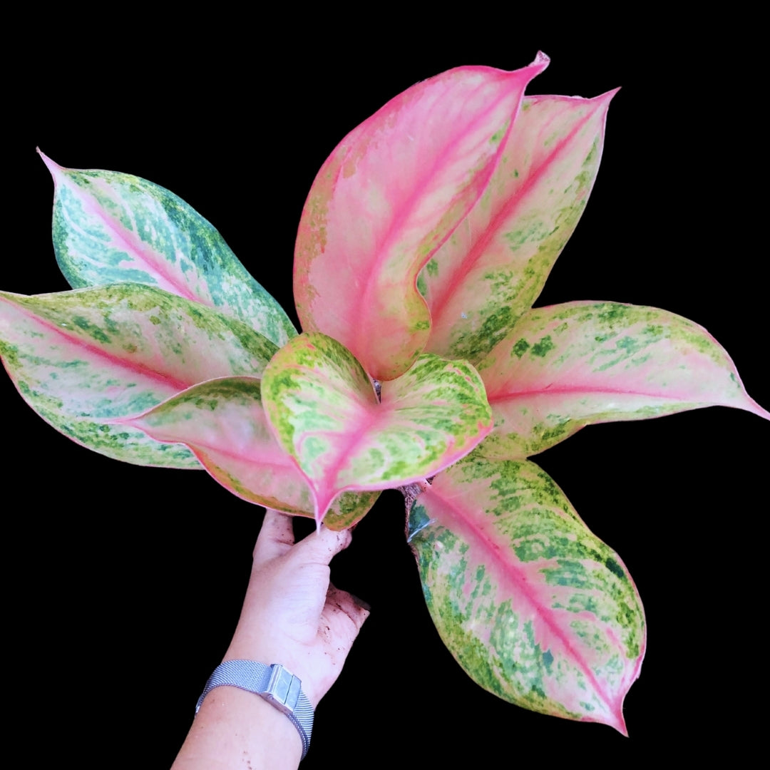 Aglaonema Orange Lookbay (PRE-ORDER) - JAN109