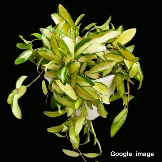 Hoya Acuta Variegated Yellow Large (PRE-ORDER)-JULY010