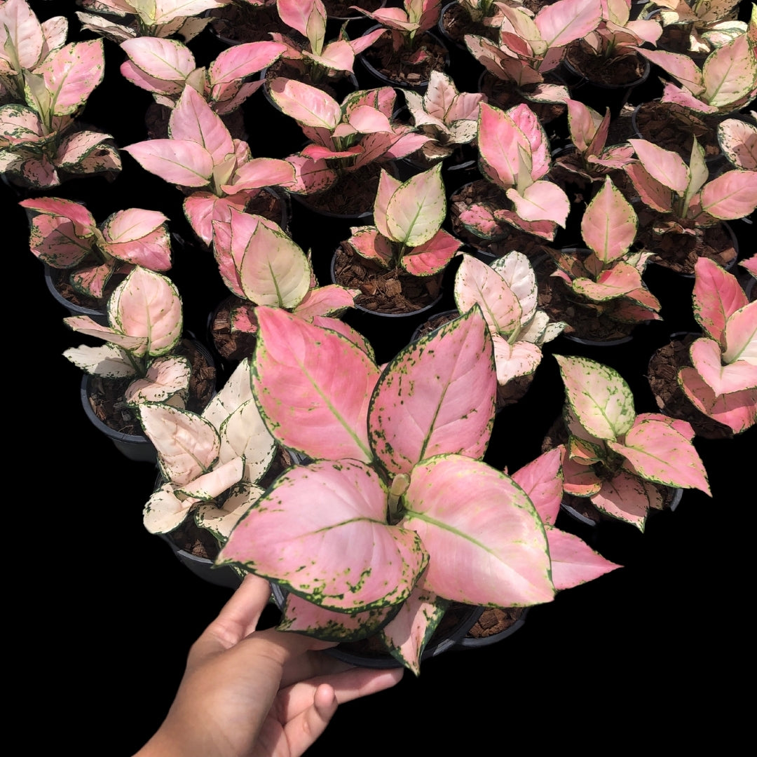 Aglaonema Baby Pink (PRE-ORDER) - JAN011