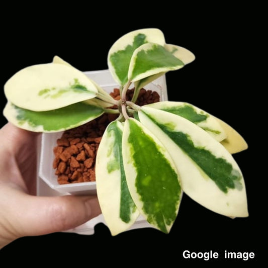 Hoya Diversifolia Albomarginata White Small (PRE-ORDER)-JULY110