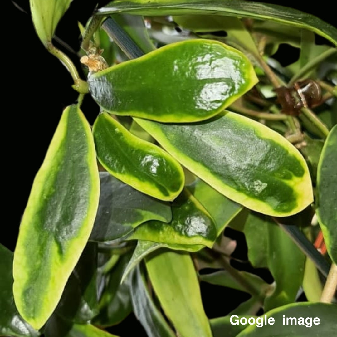 Hoya Diversifolia Albomarginata Yellow Large (PRE-ORDER)-JULY111