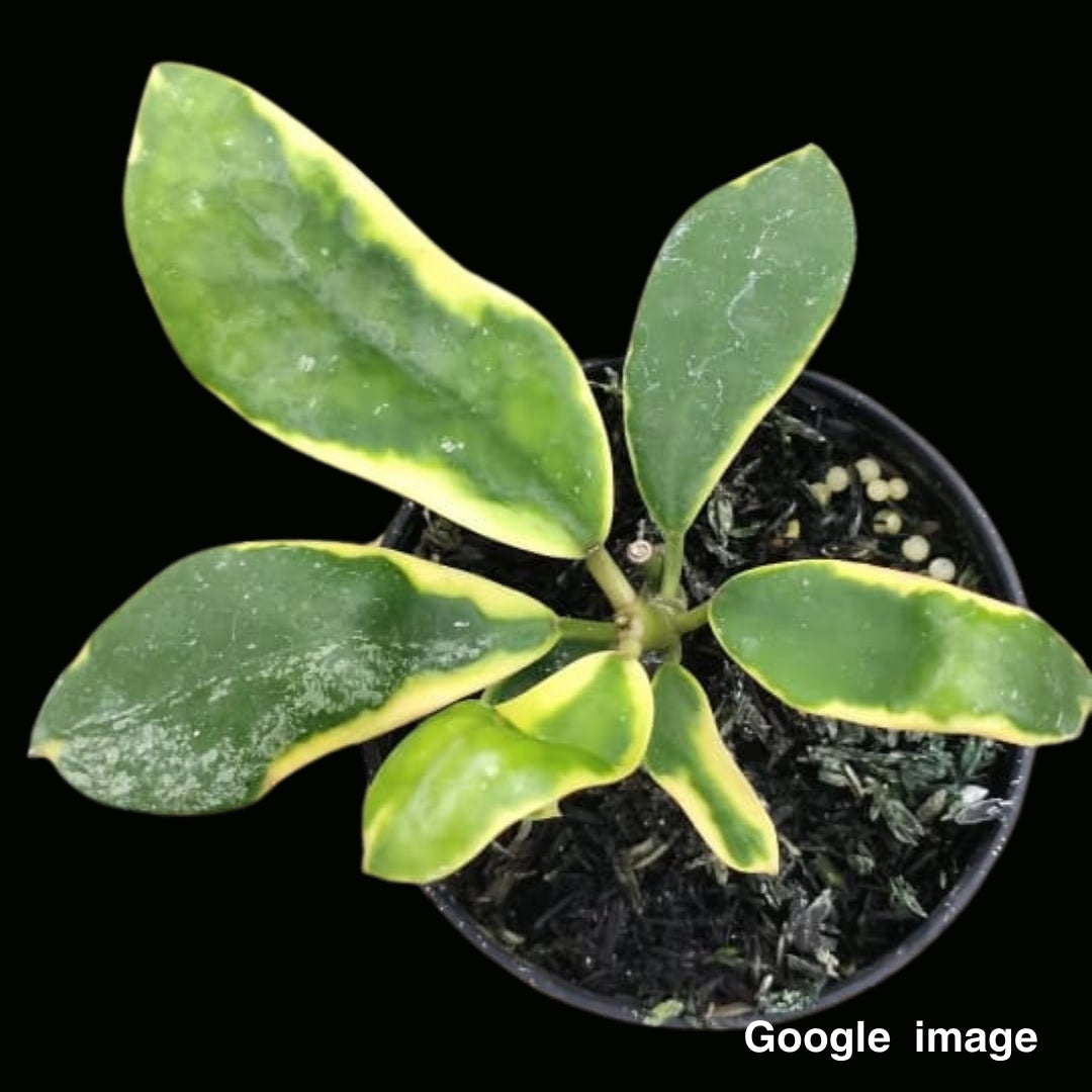 Hoya Diversifolia Albomarginata Yellow Large (PRE-ORDER)-JULY111