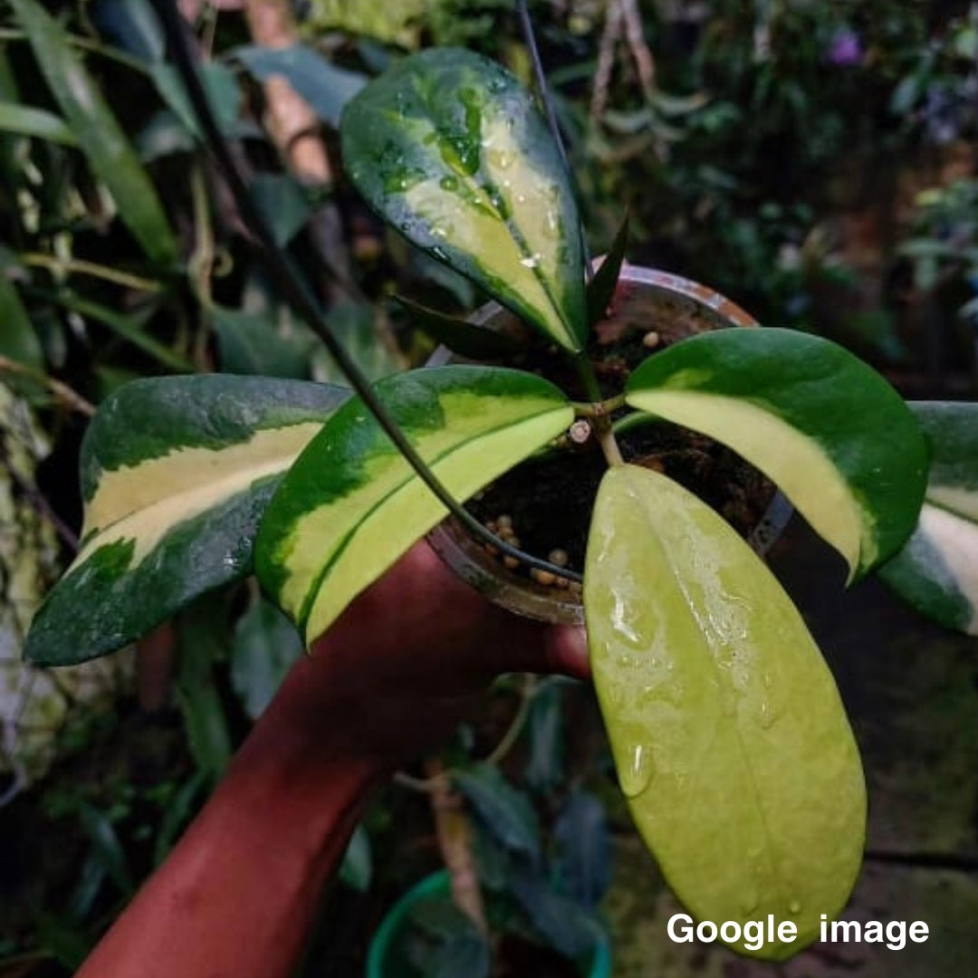 Hoya Diversifolia Albomarginata Yellow Large (PRE-ORDER)-JULY111