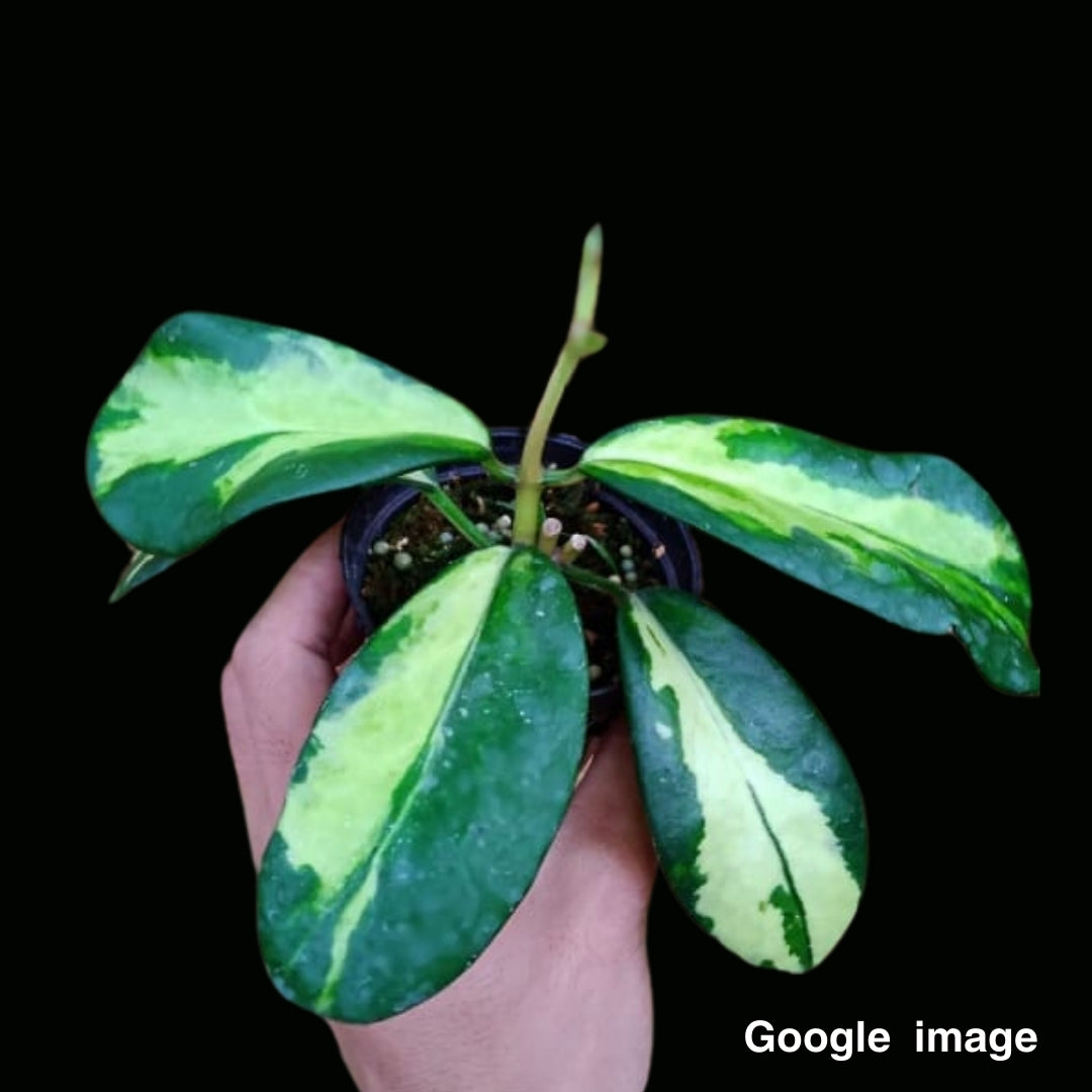 Hoya Diversifolia Variegated Large (PRE-ORDER)-JULY112