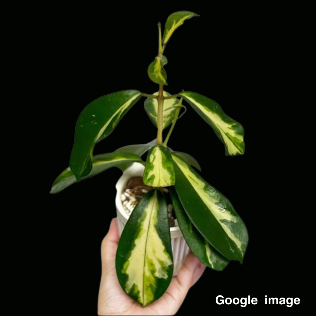 Hoya Diversifolia Variegated Large (PRE-ORDER)-JULY112